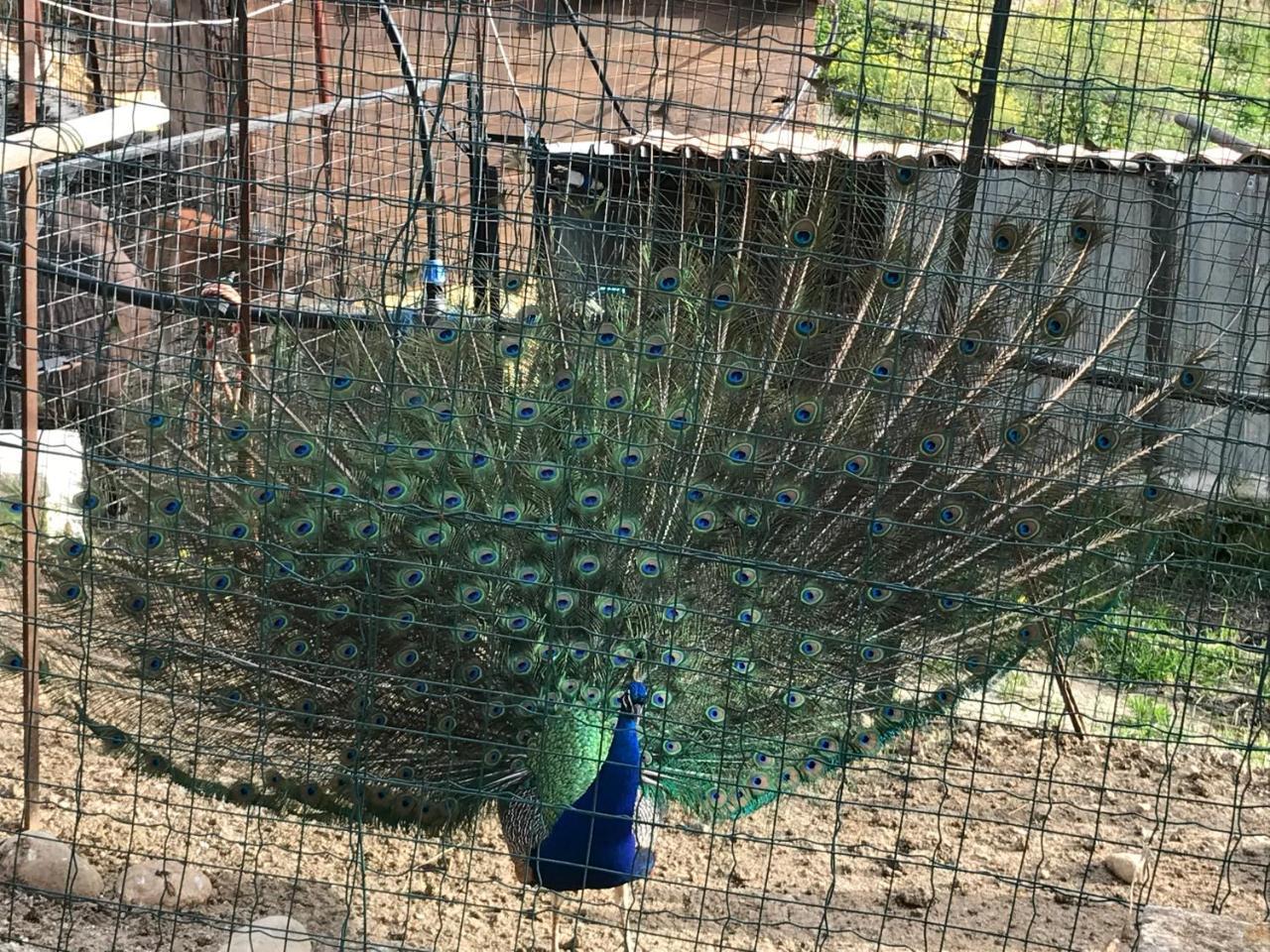 Tenuta Carabollace Sciacca Bagian luar foto